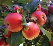 Apples, eating, raw, flesh and skin, weighed with core