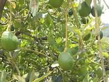 Avocado, Hass, flesh only