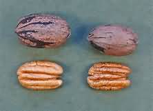 Barcelona nuts, kernel only, weighed with shells