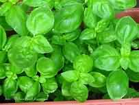 Basil, fresh