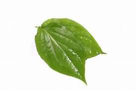 Betel leaves, fresh