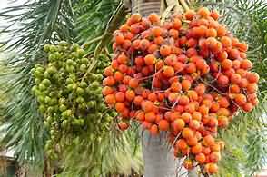 Betel nuts