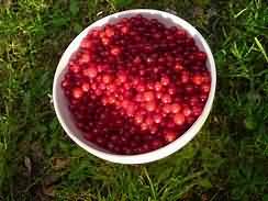 Blackcurrants, stewed with sugar
