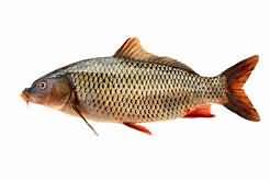 Carp, raw