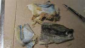 Cod, dried, salted, boiled