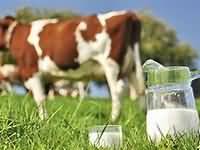 Cows milk