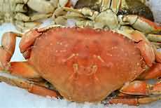Crab, purchased cooked