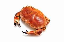 Crab, white and brown meat, purchased cooked, weighed with shell