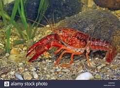 Crayfish, raw