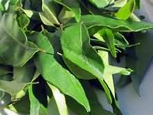 Curry leaves, fresh