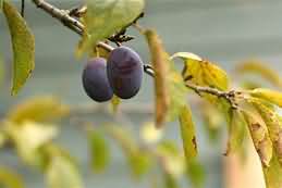 Damsons, stewed with sugar, weighed with stones