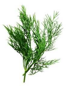 Dill, fresh