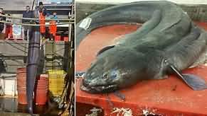 Eel, conger, flesh only, grilled