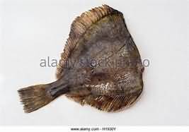 Flounder, raw