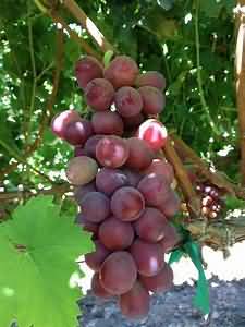 Grapes, average, weighed with pips