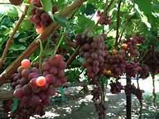 Grapes, average