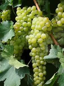 Grapes, green