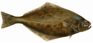 Halibut, flesh only, poached, weighed with bones and skin