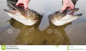 Jackfish, raw