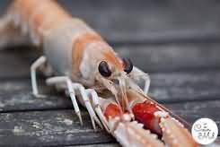 Langoustine, boiled