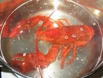 Lobster, boiled