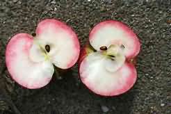 Mammie apple, flesh only