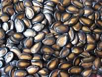 Melon seeds