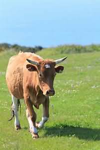 Milk, Channel islands, whole, summer