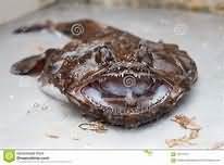 Monkfish, flesh only, raw