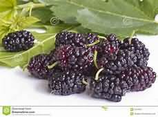 Mulberries, whole fruit, raw