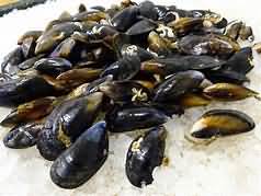 Mussels, raw