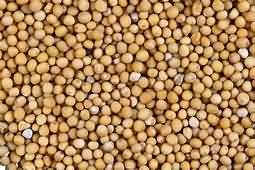 Mustard seeds