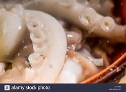 Octopus, raw