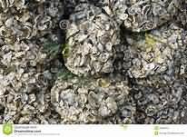 Oysters, raw, weighed with shells