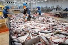 Pangasius, flesh only, poached