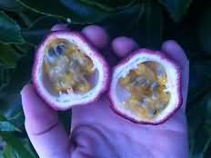 Passion fruit, flesh and pips