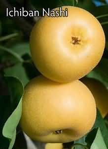 Pears, Nashi, flesh and skin, raw