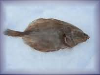 Plaice, flesh only, raw