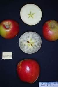 Plums, Victoria, flesh and skin, raw, weighed with stones