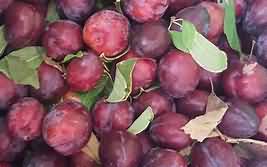 Plums, Victoria, flesh and skin, raw
