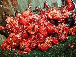 Raspberries, stewed with sugar