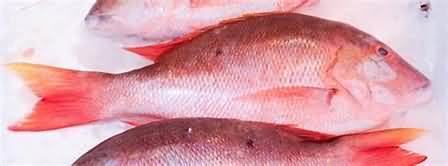 Red snapper, flesh only, fried in sunflower oil
