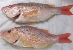 Red snapper, flesh only, raw