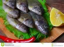 Redfish, raw