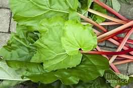 Rhubarb, stems only, raw