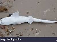 Rock Salmon Dogfish, raw