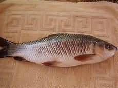 Rohu, raw