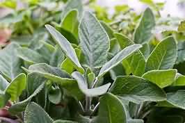 Sage, fresh