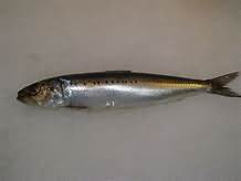 Sardines, flesh only, raw
