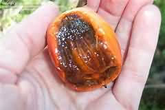 Sharon fruit, flesh only